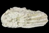 Fossil Crinoid (Cusacrinus) Crown - Gilmore City, Iowa #102974-1